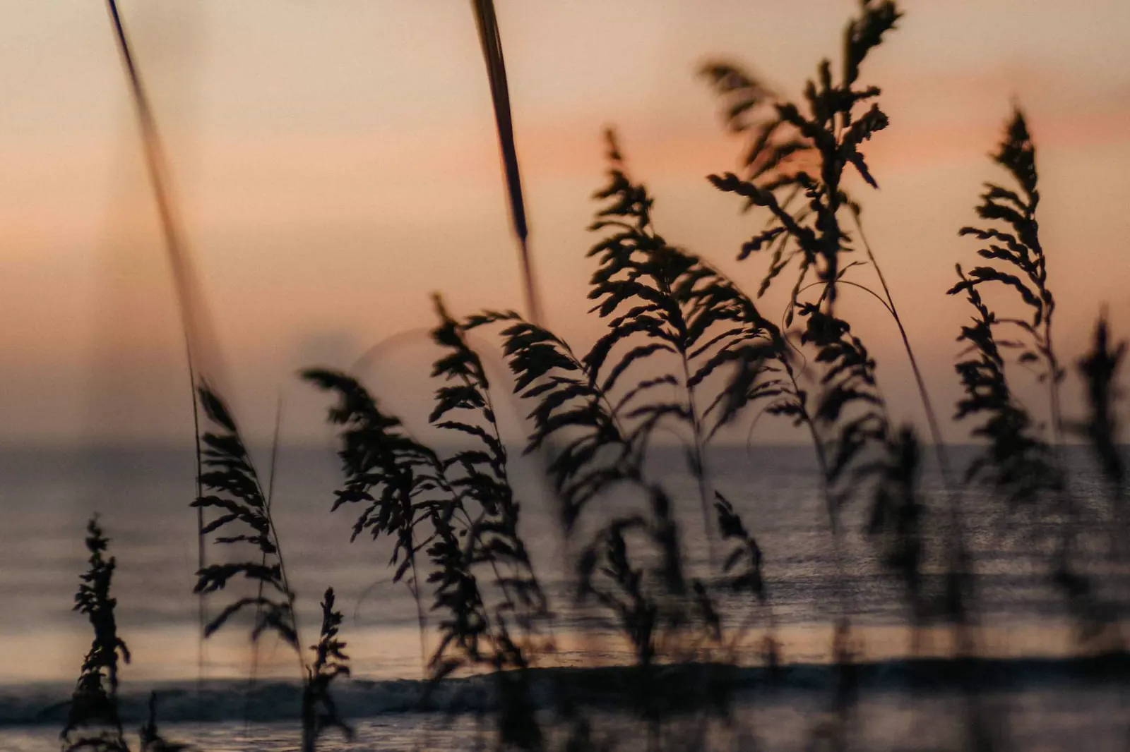 Silueta de las plantas de las dunas al amanecer en la playa de Amelia Island.